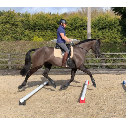 Trot-Blox